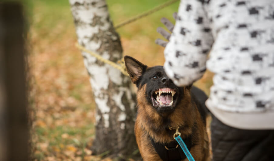Miami Dog Bite Attorney
